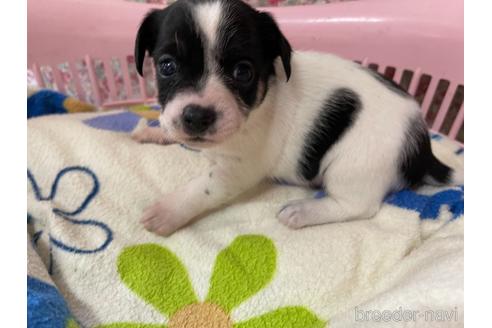 長野県でミックス犬の子犬を探す ブリーダーナビ